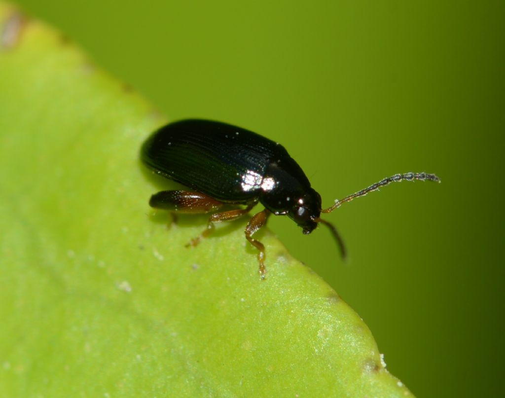 Chrysomelidae: Psylliodes? Si direbbe di s ma ...sp.